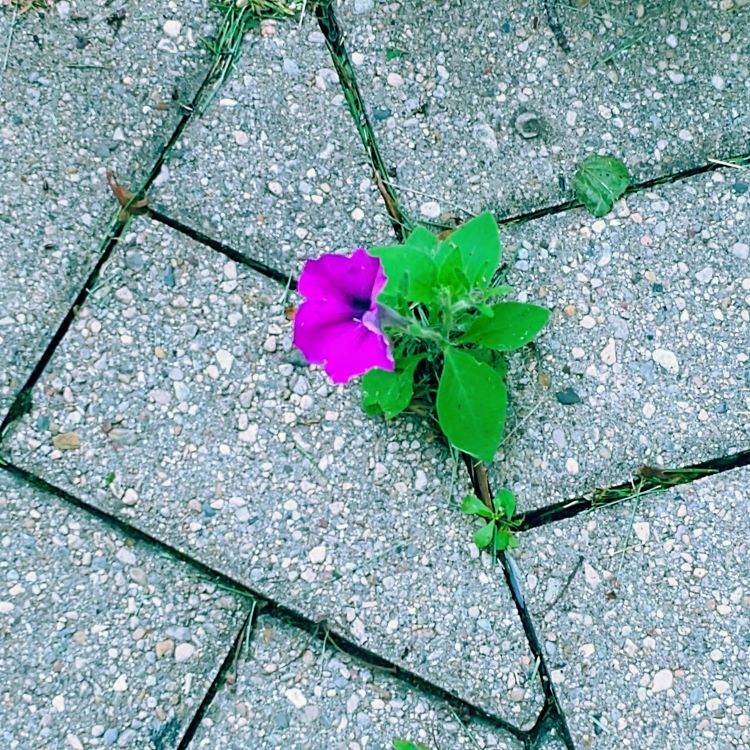 purple flower growing in sidewalk crack